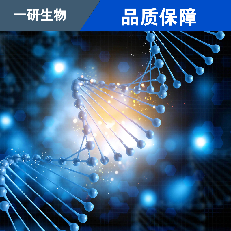 人膀胱移行细胞癌细胞