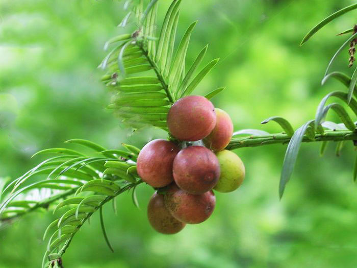 现货销售分析对照品三尖杉碱