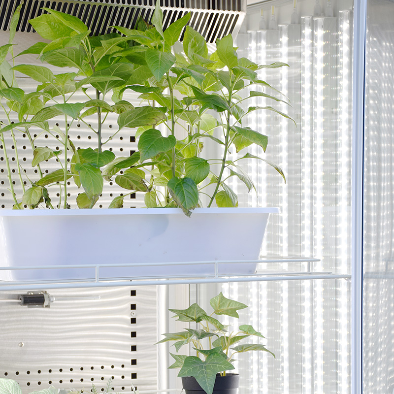 人工气候箱 RXZ-500