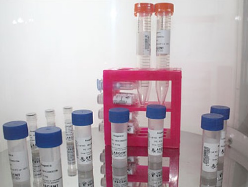 ATF3 Antibody 生产供应商湖北艾普蒂