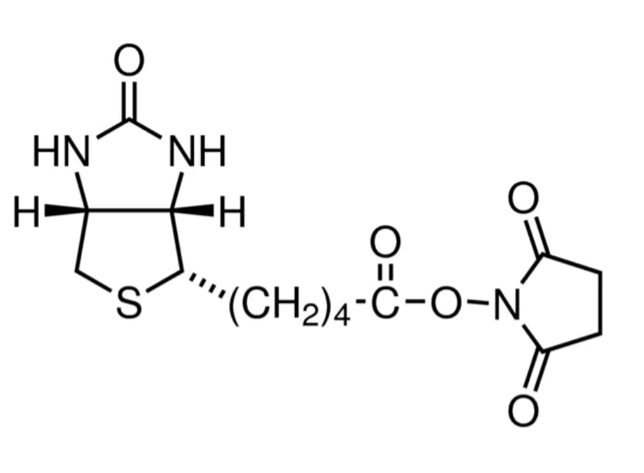 	(+)生物素-N-琥珀酰亚胺基酯35013-72-0