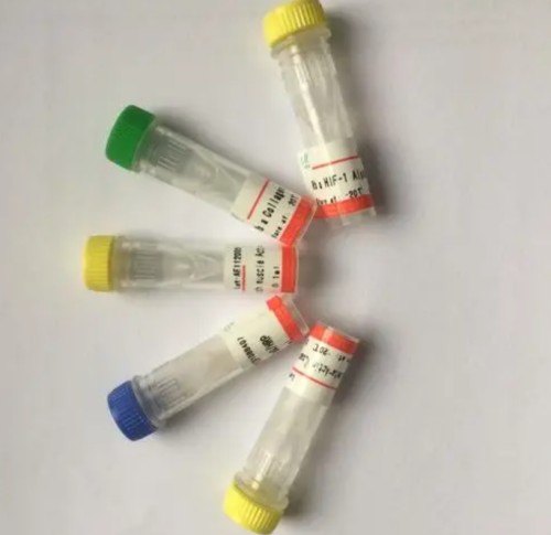 SIRT1 Antibody生产供应商艾普蒂生物