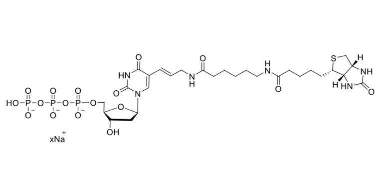 Biotin-11-dUTP