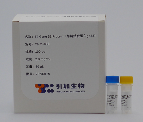 单链结合蛋白gp32