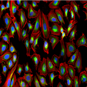 鬼笔环肽标记系列产品