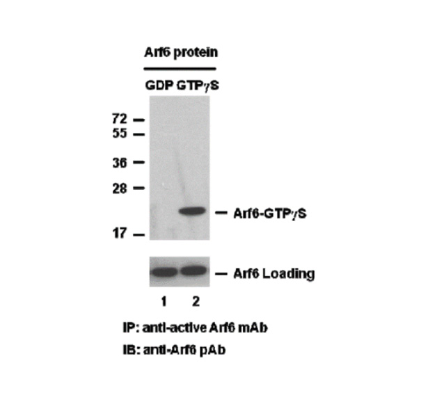 Arf6 活性检测试剂盒，免疫检测厂商直发