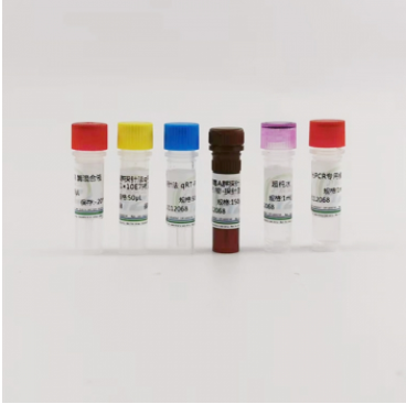 Anti-Klotho antibody- Klotho多肽蛋白抗体