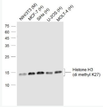 甲基化组蛋白H3(di methyl K27)单克隆抗体