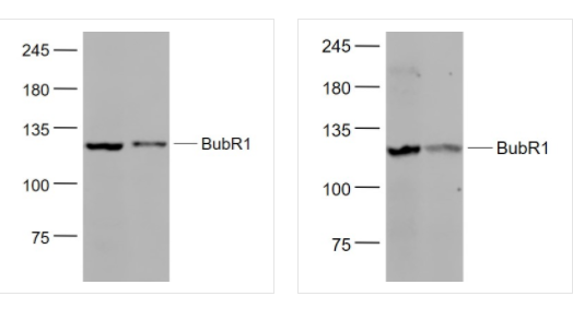 Anti-BubR1-有丝分裂检验点蛋白BubR1抗体