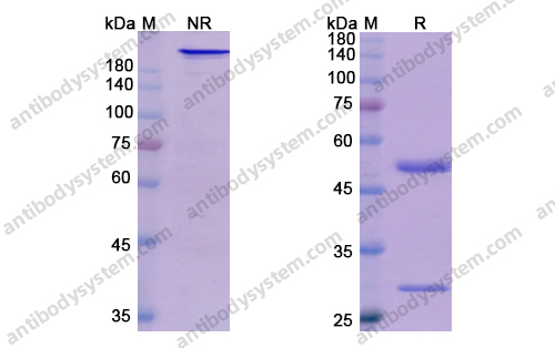 派安普利单抗 ，Penpulimab，anti-CD279 antibody 抗体