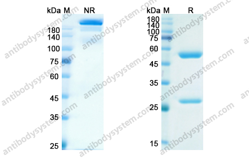 帕萨妥珠单抗 ，Parsatuzumab，anti-EGFL7 antibody 抗体