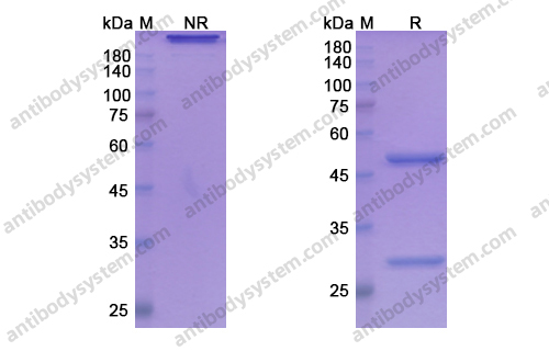 非拉妥组单抗 ，Ficlatuzumab，anti-HGF antibody 抗体
