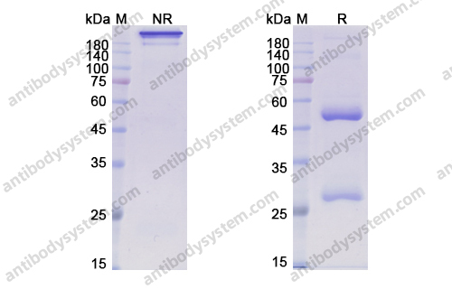 帕曲妥单抗 ，Patritumab，anti-HER3 antibody 抗体