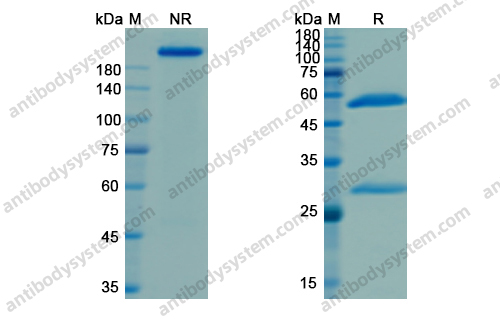 那昔妥单抗 ，Naxitamab，anti-Ganglioside GD2 antibody 抗体