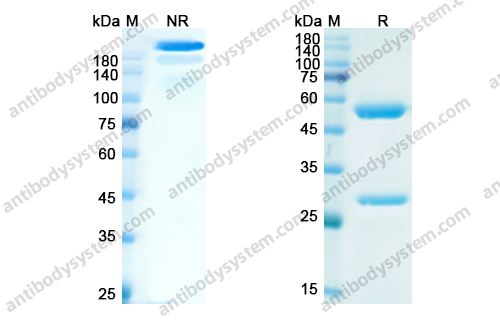 那他珠单抗 ，Natalizumab，anti-CD49d antibody 抗体
