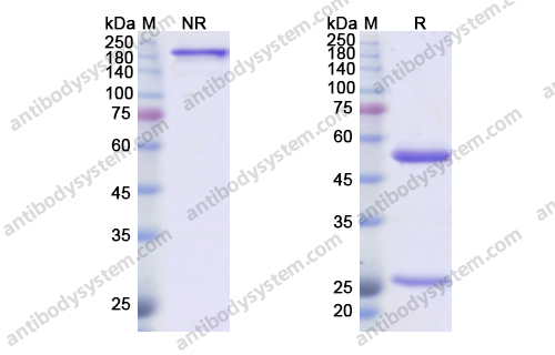 卢卡木单抗 ，Lucatumumab，anti-CD40 antibody 抗体