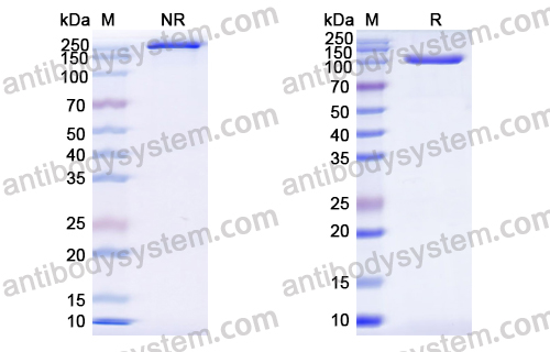 Gresonitamab，anti-CD3xClaudin18.2 antibody 抗体