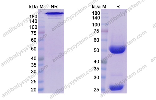 替利组单抗 ，Teplizumab，anti-CD3E antibody 抗体