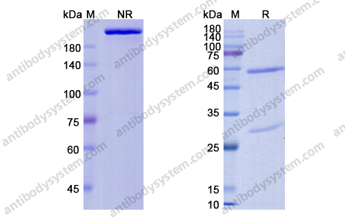 福雷芦单抗 ，Foralumab，anti-CD3E antibody 抗体