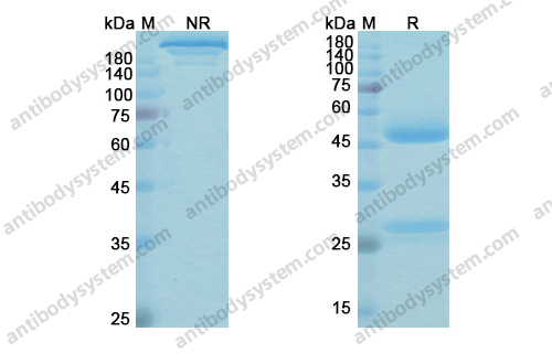 艾沃利单抗 ，Omburtamab，anti-CD276 antibody 抗体