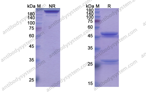 他贝芦单抗 ，Tabalumab，anti-CD257 antibody 抗体