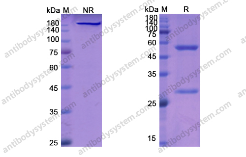 维妥组单抗，Veltuzumab，anti-CD20 antibody 抗体