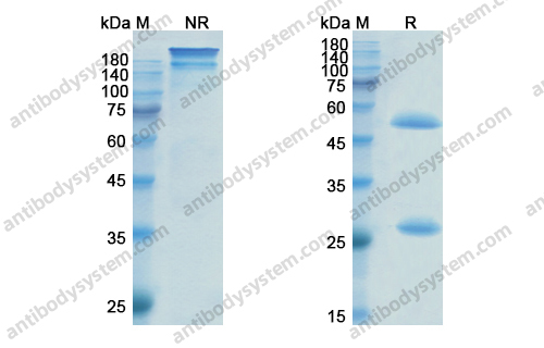依法珠单抗，Efalizumab，anti-CD11a antibody 抗体，