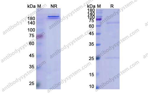 Ifinatamab，anti-APP antibody 抗体，