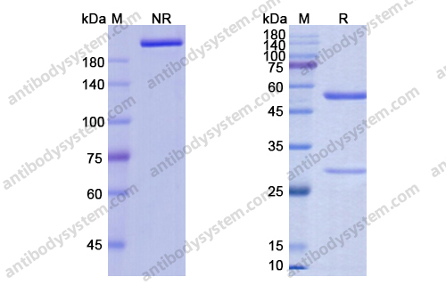 依玛鲁单抗 ，Emapalumab，anti-IFN-gamma antibody 抗体