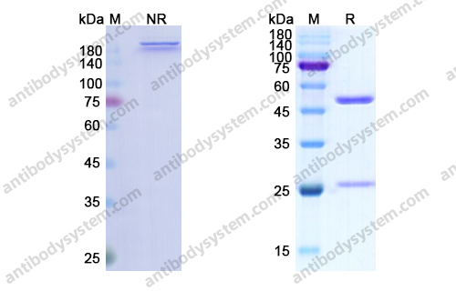 罗妥木单抗，Robatumumab，anti-IGF1R antibody 抗体