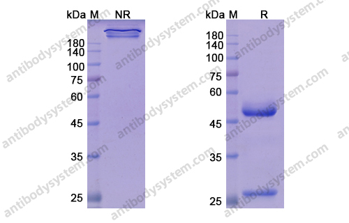 替妥木单抗，Teprotumumab，anti-IGF1R antibody 抗体
