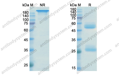 乌司奴单抗，Ustekinumab，anti-IL-12B antibody 抗体