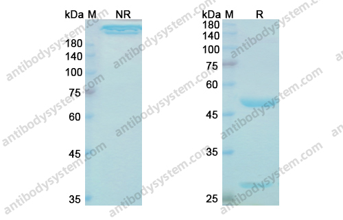 Nadunolimab，anti-IL1RAP antibody 抗体