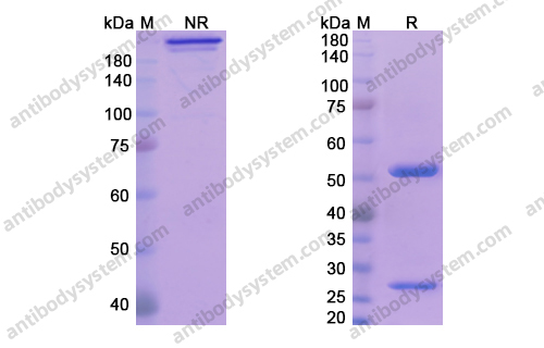 非扎奴单抗，Fezakinumab，anti-IL-22 antibody 抗体