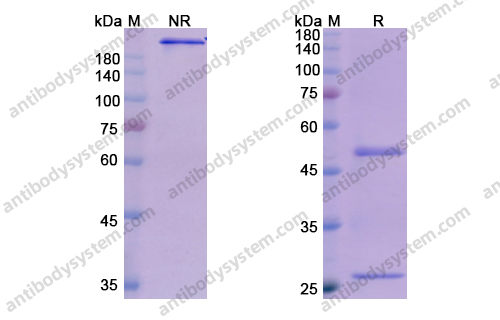 Pivekimab，anti-IL-3RA antibody 抗体
