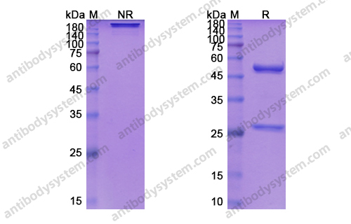Sarilumab，anti-IL-6R antibody 抗体