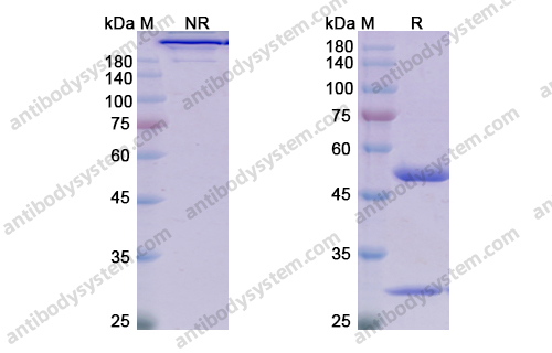萨特利珠单抗；沙利珠单抗，Satralizumab，anti-IL-6R antibody 抗体