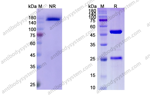 依诺凯组单抗，Enokizumab，anti-IL-9 antibody 抗体