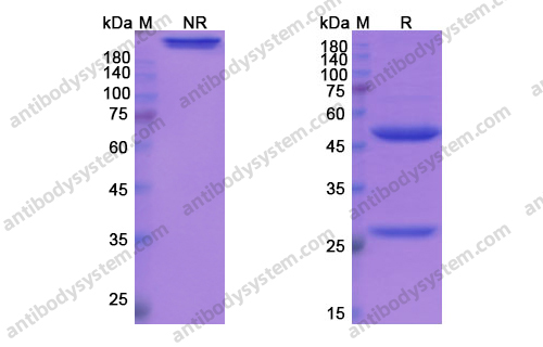 埃拉利单抗，Ieramilimab，anti-LAG3 antibody 抗体