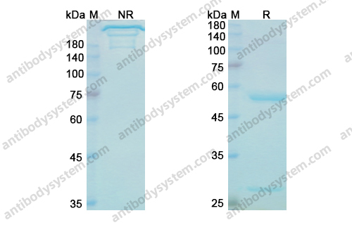 Daxdilimab，anti-LILRA4 antibody 抗体