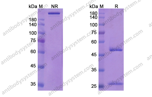 索非妥珠单抗，Sofituzumab，anti-MUC16 antibody 抗体