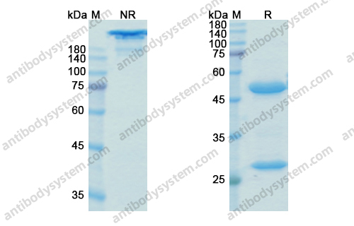 伯考赛珠单抗，Bococizumab，anti-PCSK9 antibody 抗体