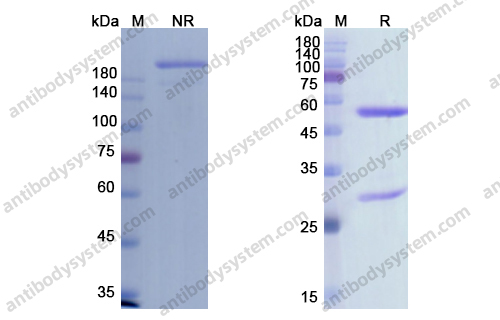 Cadonilimab，anti-PD-1xCTLA-4 antibody 抗体