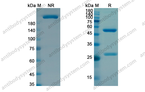 Zilovertamab，anti-ROR1 antibody 抗体