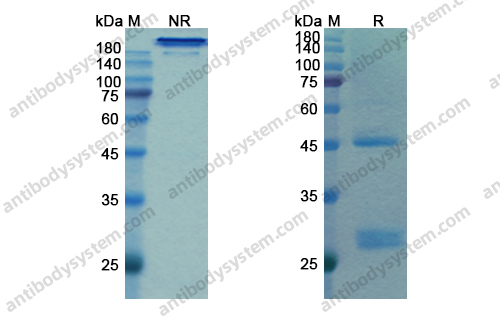 帕巴库单抗，Panobacumab，anti-serotype IATS O11 antibody 