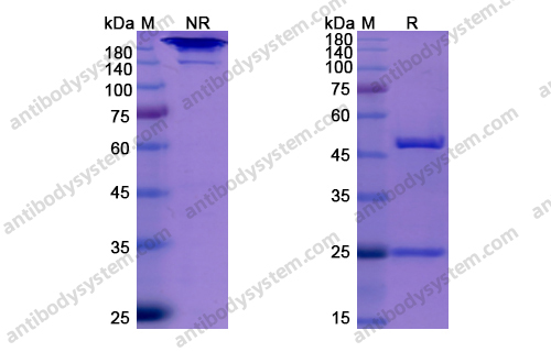 依妥组单抗，Elotuzumab，anti-SLAMF7 antibody 抗体