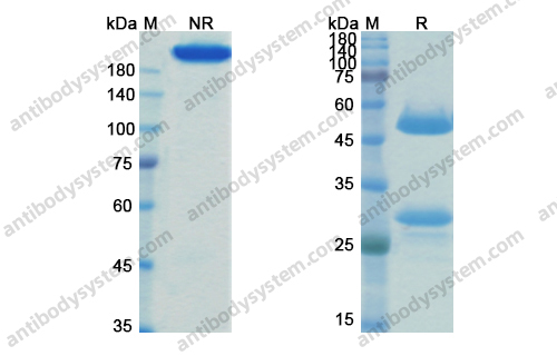 非苏木单抗，Fresolimumab，anti-TGFB antibody 抗体