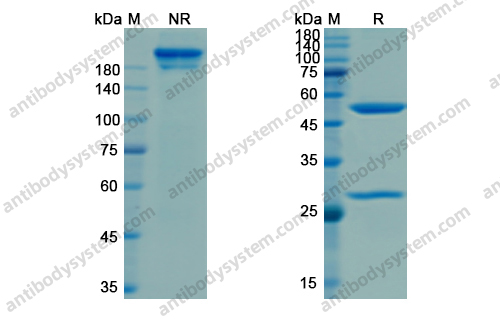 奈伐苏单抗，Nesvacumab，anti-Ang-2 antibody 抗体
