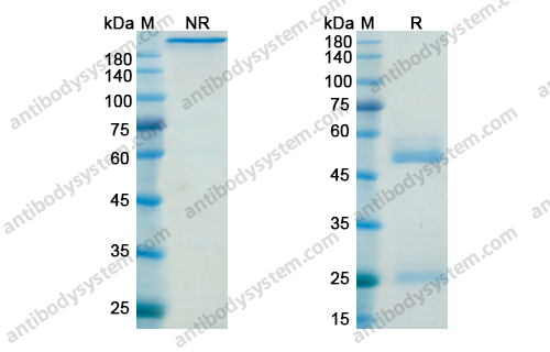 贝利木单抗，Belimumab，anti-BAFF antibody 抗体