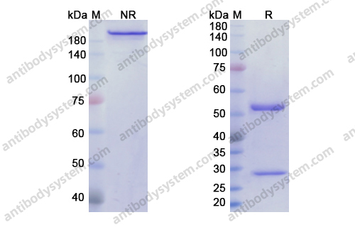 莫那利珠单抗，Monalizumab，anti-CD159a antibody 抗体